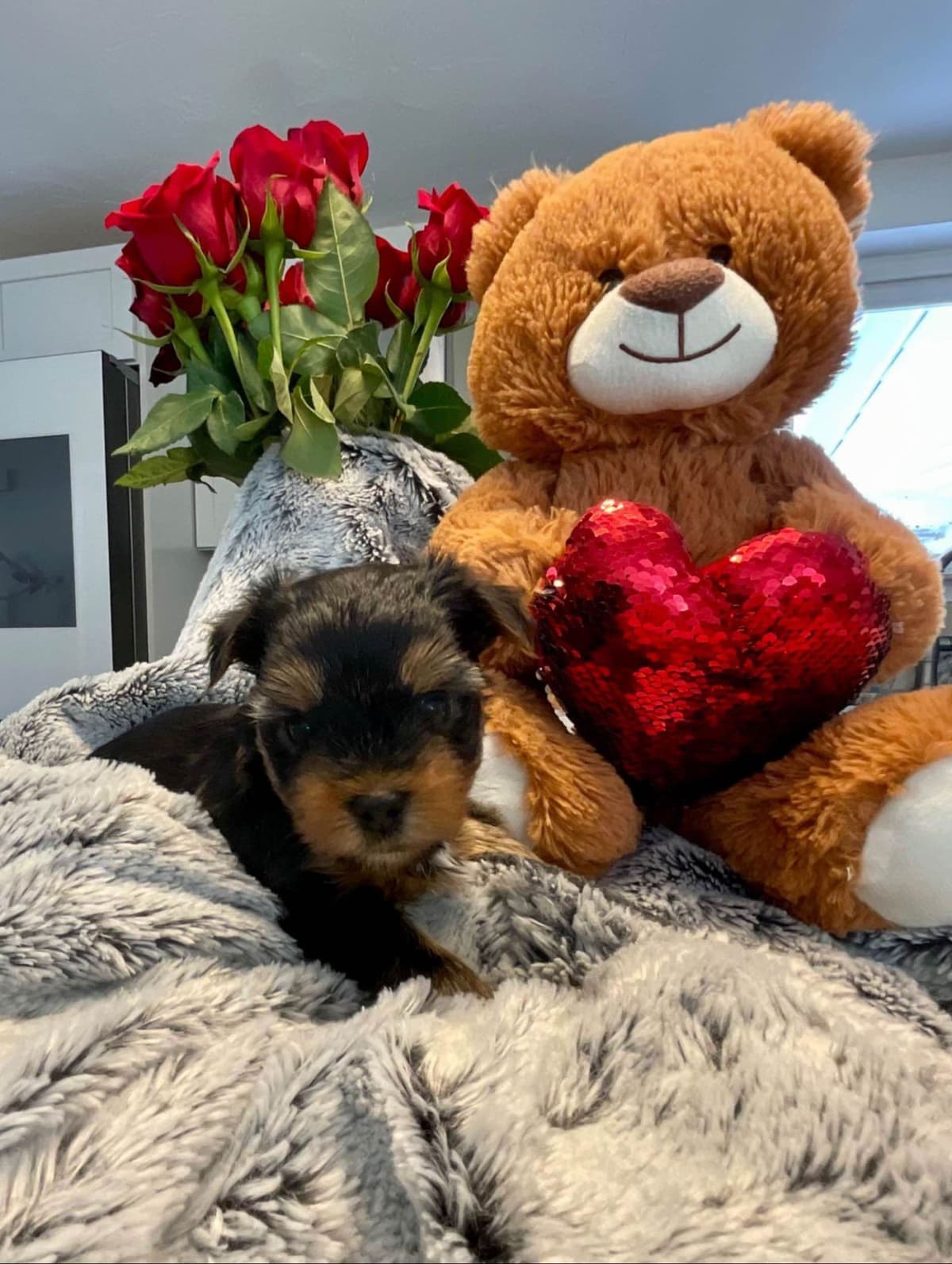 Yorkshire Terrier Puppies breeder image 15