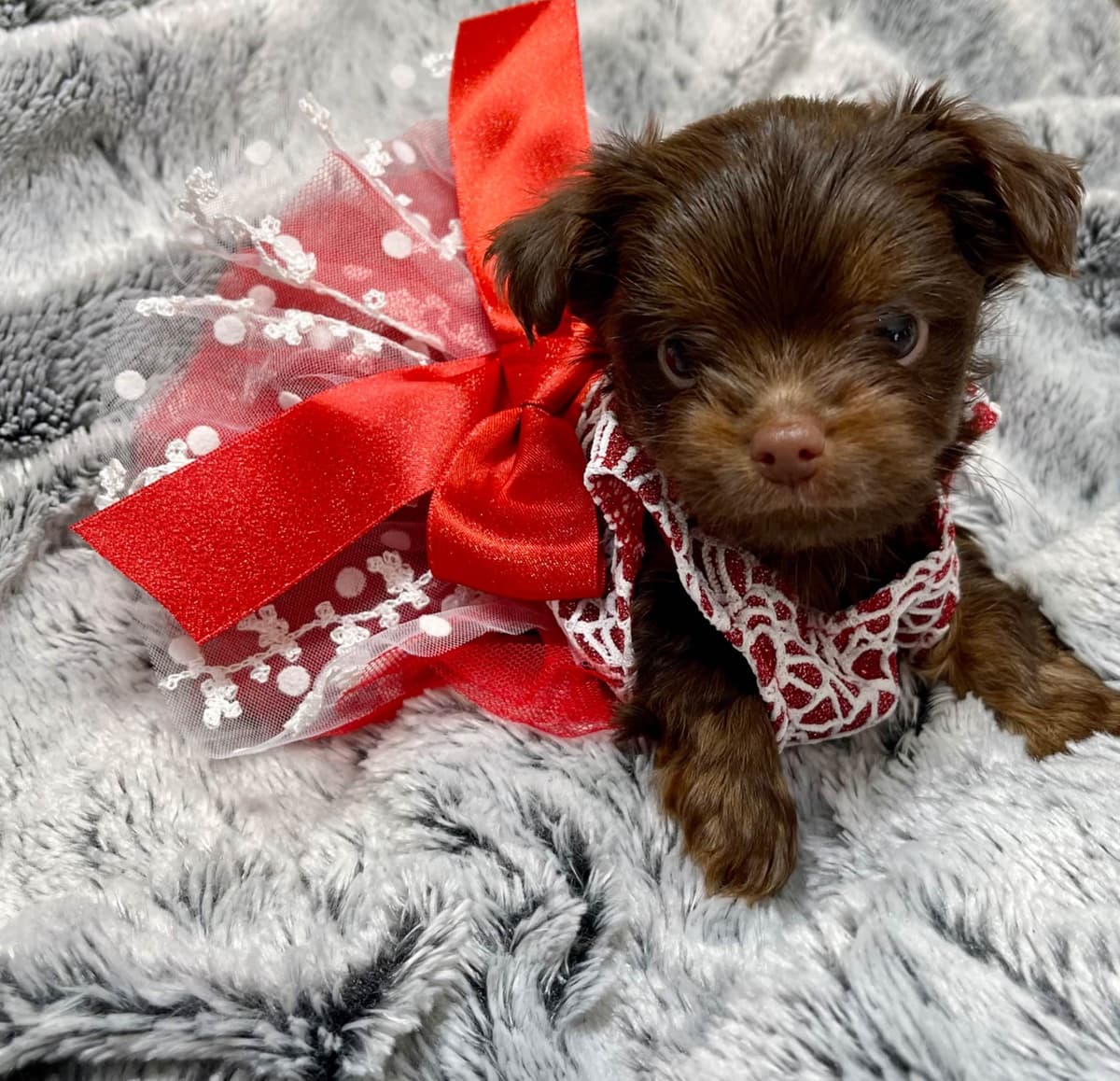 Yorkshire Terrier Puppies breeder image 10