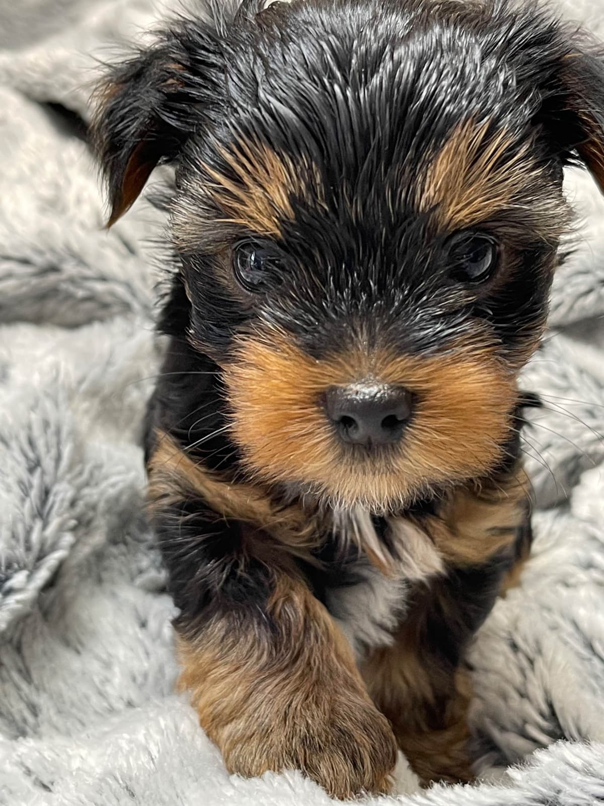 Yorkshire Terrier Puppies breeder image 14