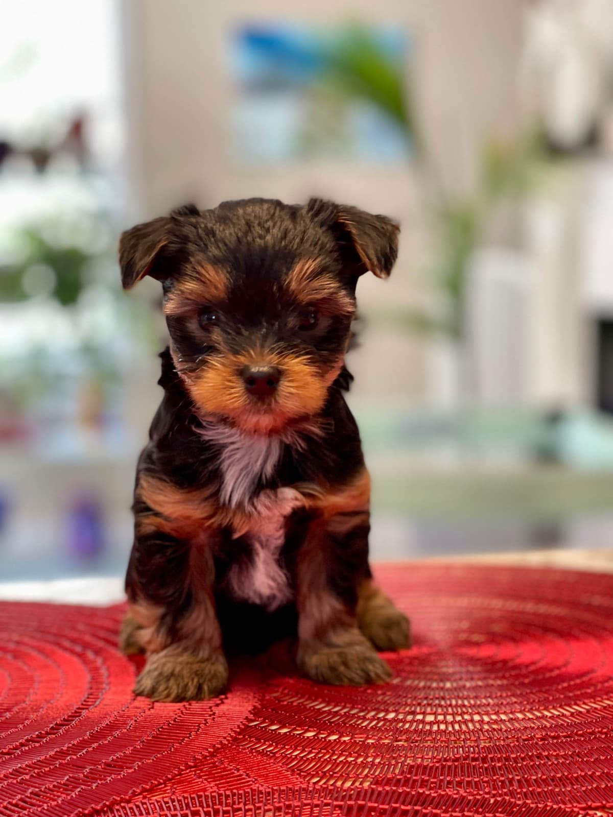 Yorkshire Terrier Puppies breeder image 12