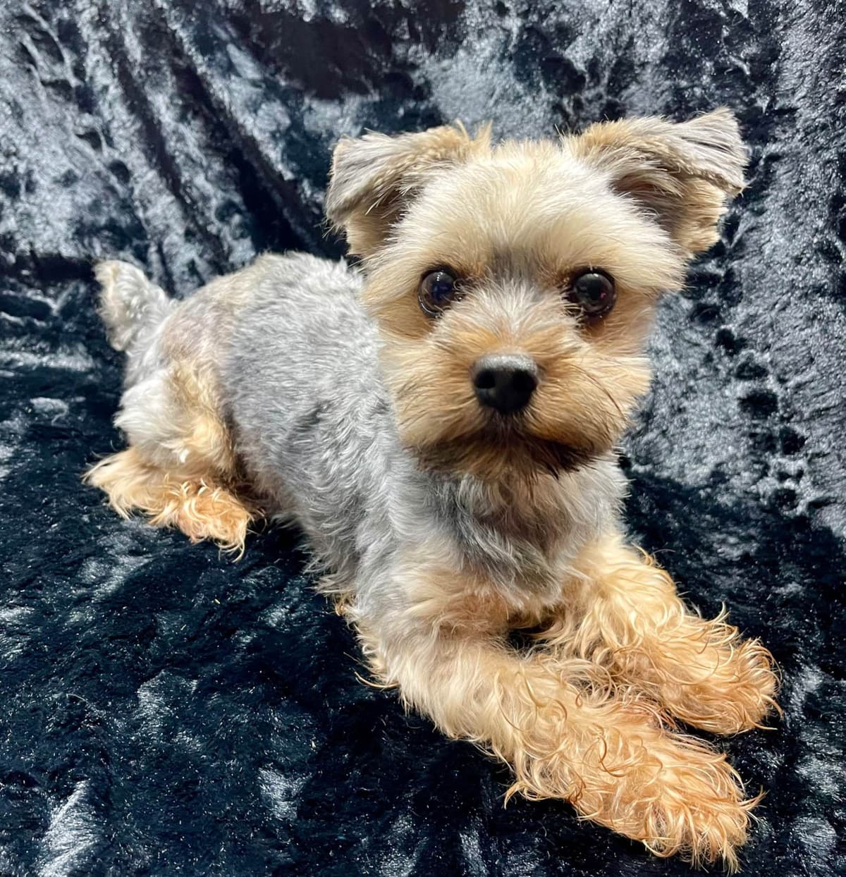 Yorkshire Terrier Puppies breeder image 11