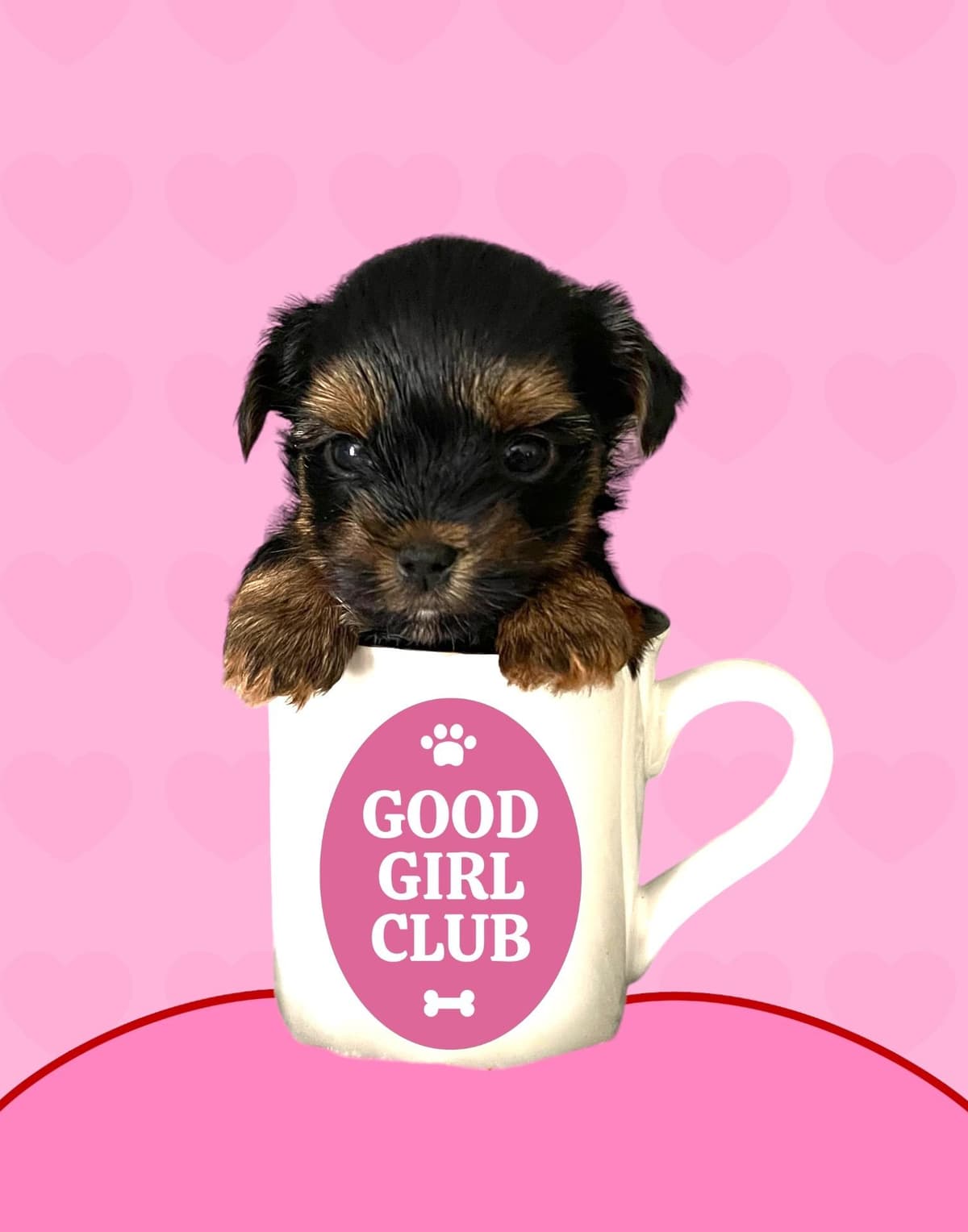 Yorkshire Terrier Puppies breeder image 8