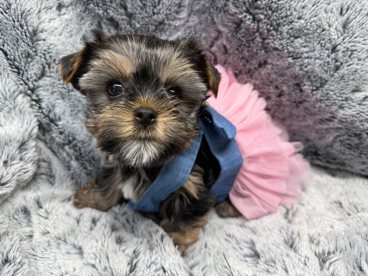 Yorkshire Terrier Puppies breeder image 13