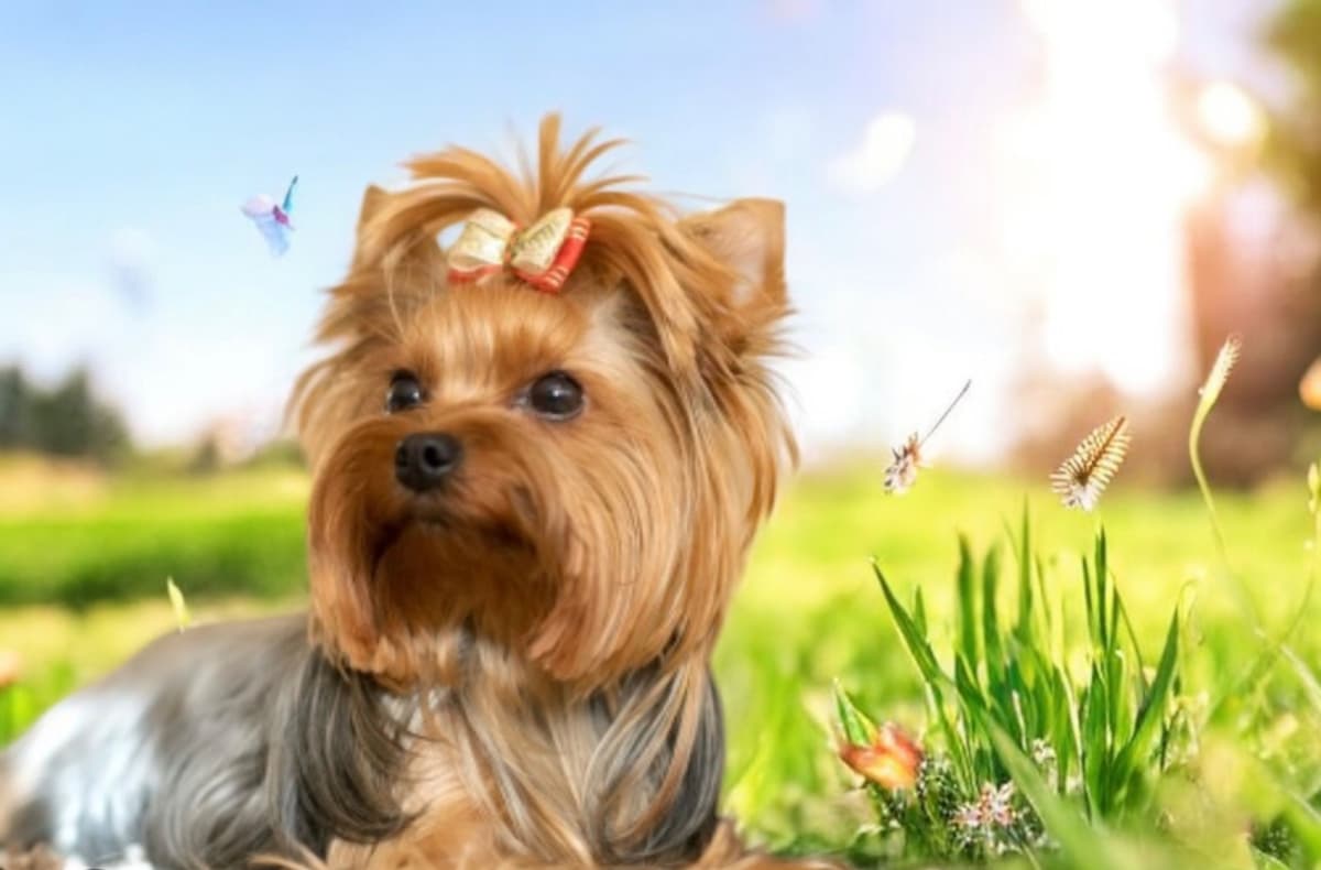 Yorkshire Terrier Puppies breeder image 3