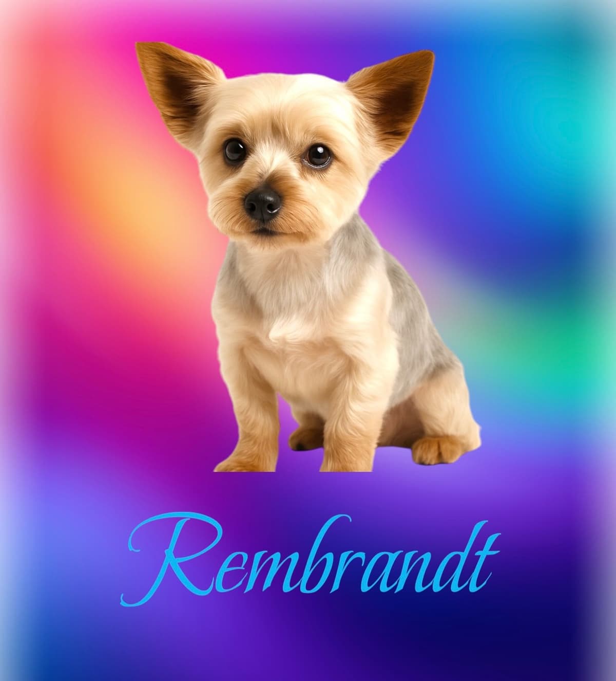 Yorkshire Terrier Puppies breeder image 18