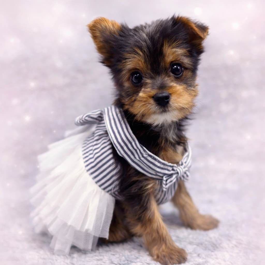 Yorkshire Terrier Puppies breeder image 1