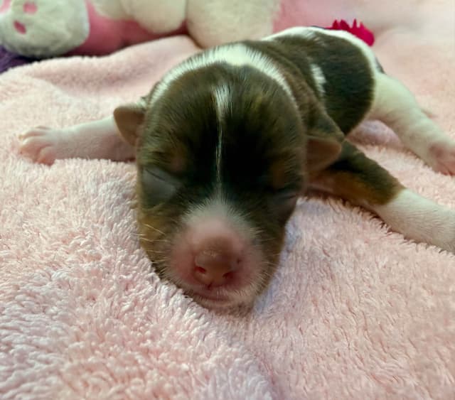 Yorkshire Terrier Puppies media 11