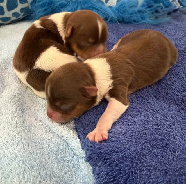 Yorkshire Terrier Puppies media 10