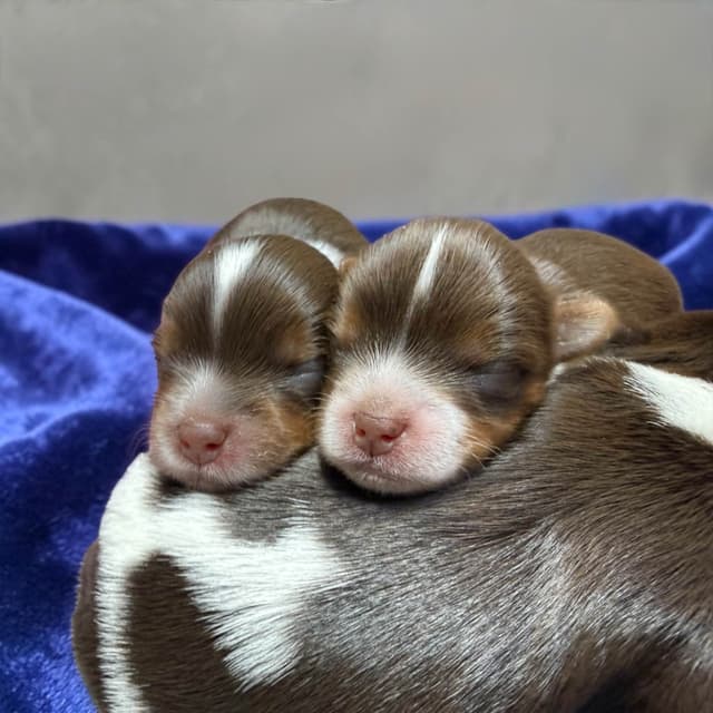 Yorkshire Terrier Puppies media 8