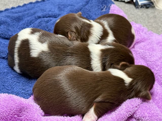 Yorkshire Terrier Puppies media 9