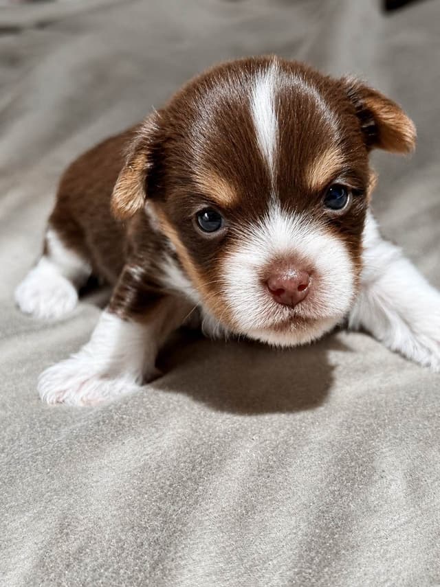 Yorkshire Terrier Puppies media 6