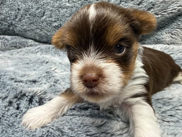Yorkshire Terrier Puppies media 12
