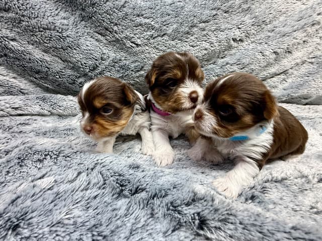 Yorkshire Terrier Puppies media 5