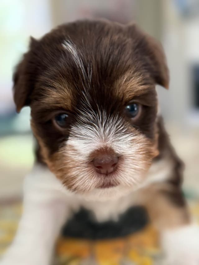 Yorkshire Terrier Puppies media 2