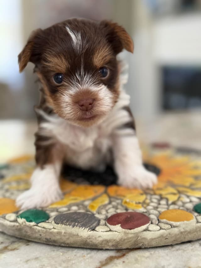 Yorkshire Terrier Puppies media 3