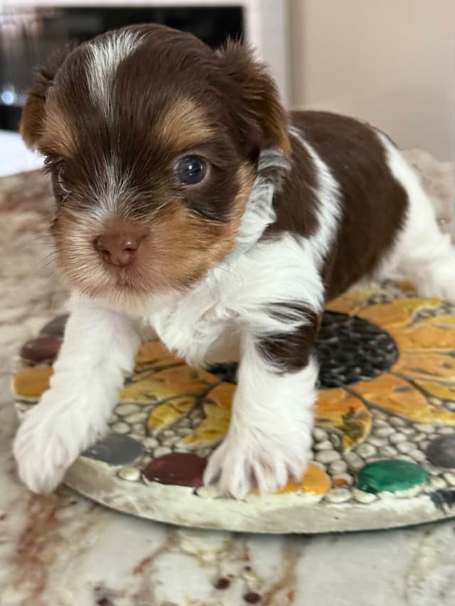 Yorkshire Terrier Puppies media 4