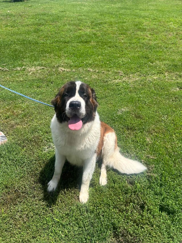 Saint Bernard Puppies media 2