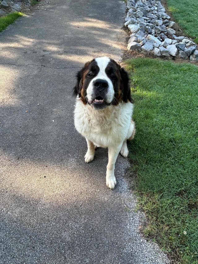 Saint Bernard Puppies media 3
