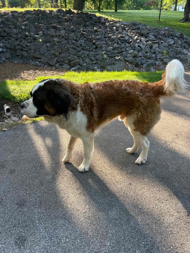 Saint Bernard Puppies media 4