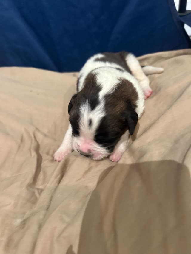 Saint Bernard Puppies media 5