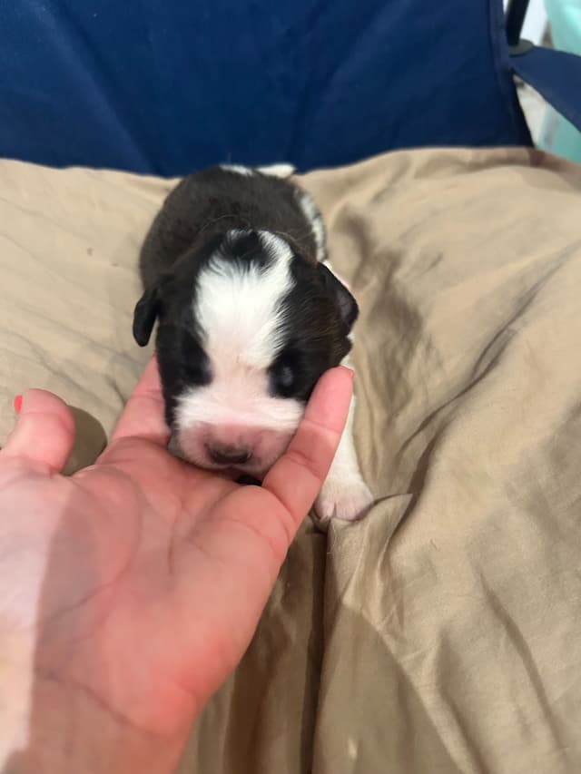 Saint Bernard Puppies media 8