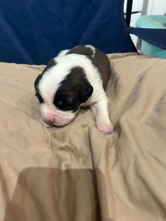 Saint Bernard Puppies media 10