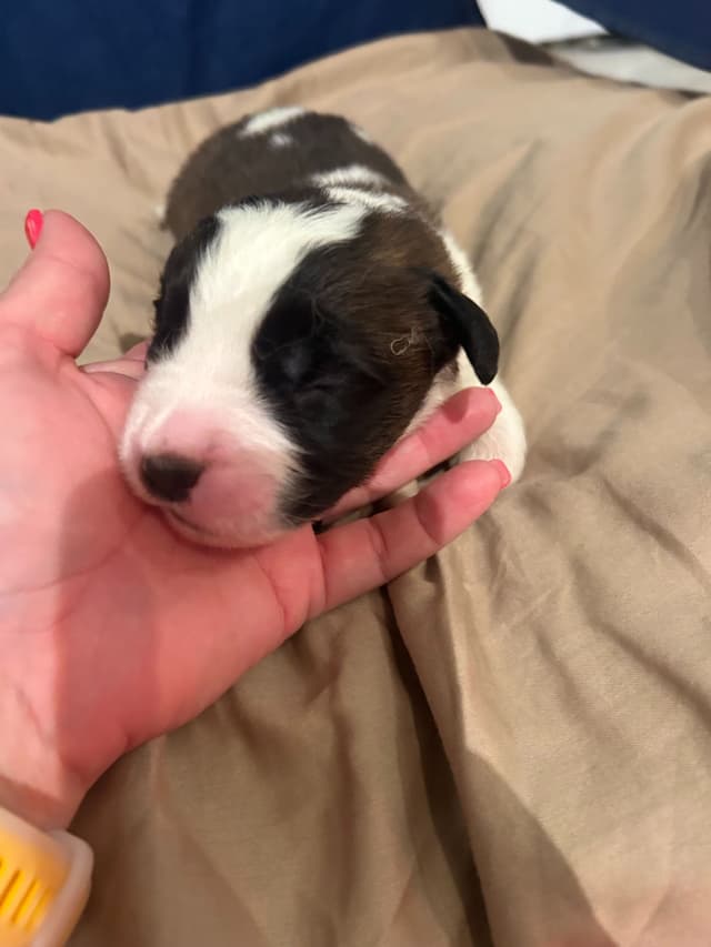 Saint Bernard Puppies media 9