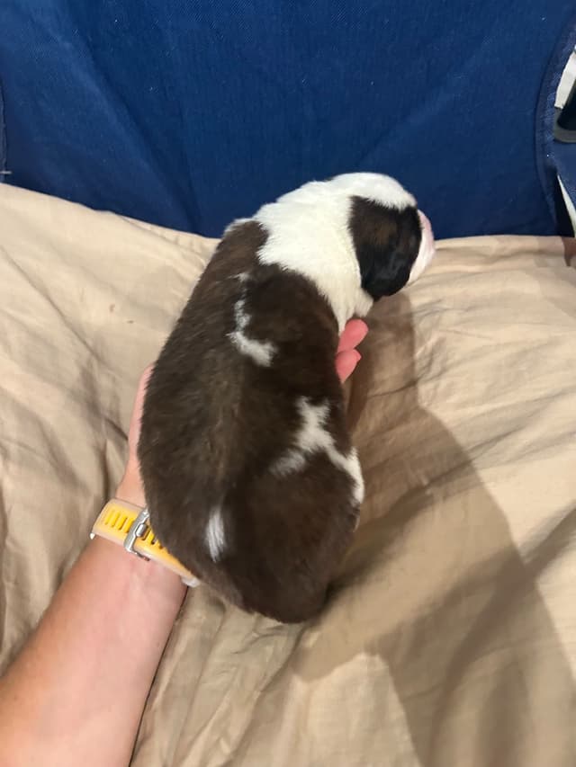 Saint Bernard Puppies media 11