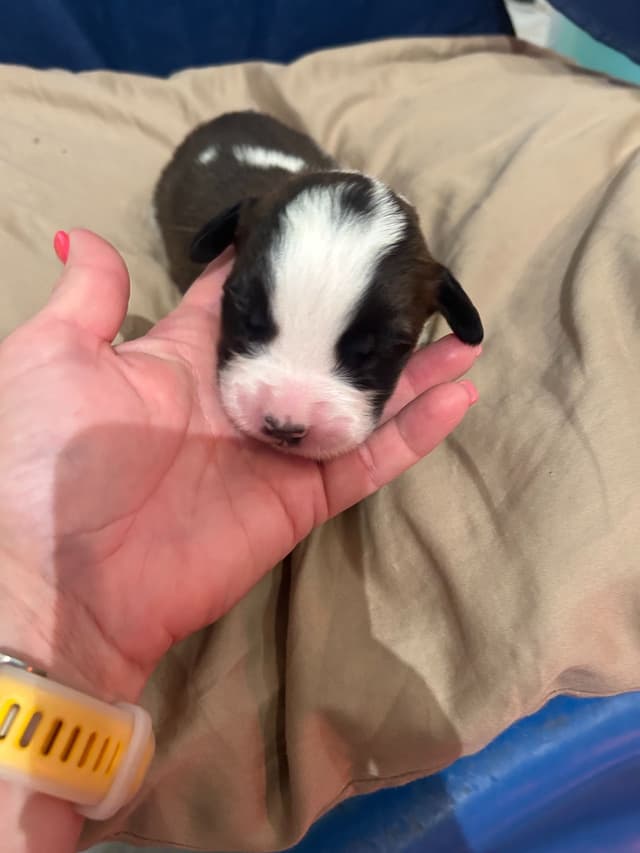 Saint Bernard Puppies media 12