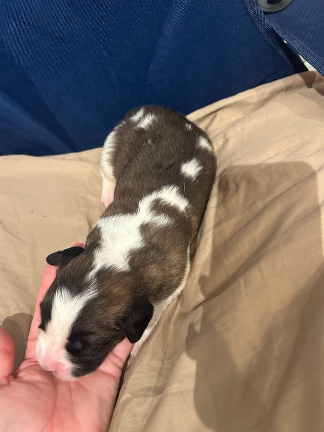 Saint Bernard Puppies media 16