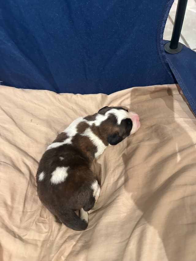 Saint Bernard Puppies media 18