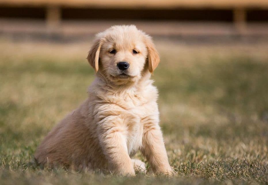 One female available from our litter of 10 breeder image 5