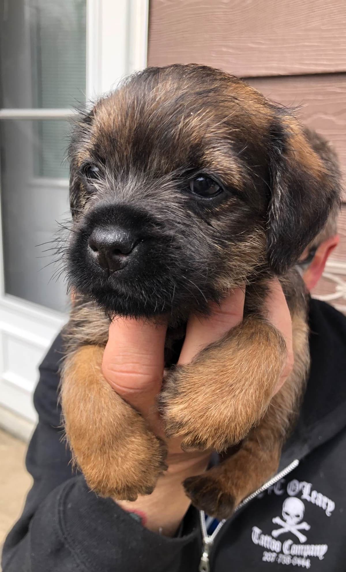 Border Terrier Puppies breeder image 1