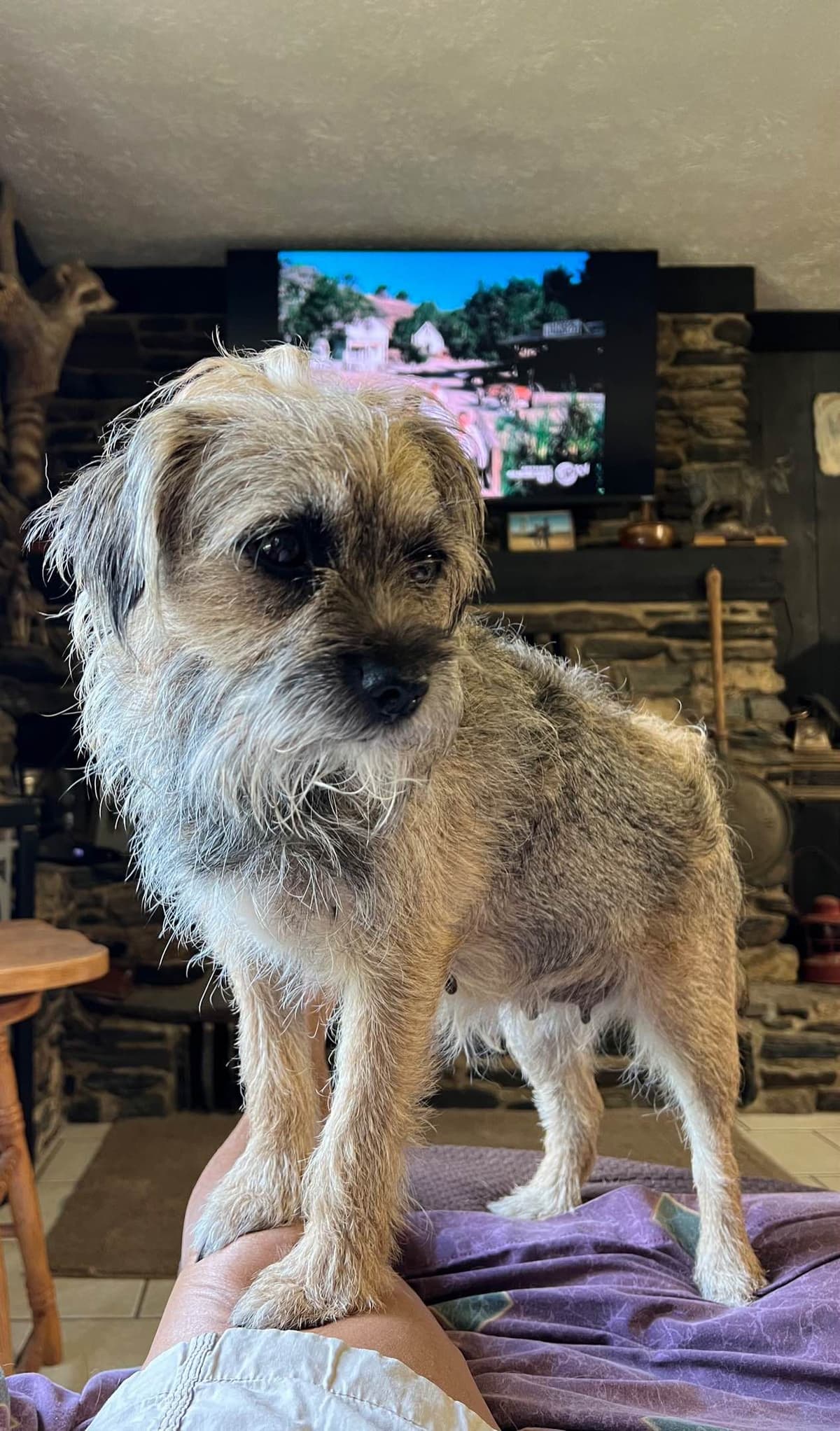 Border Terrier Puppies breeder image 2