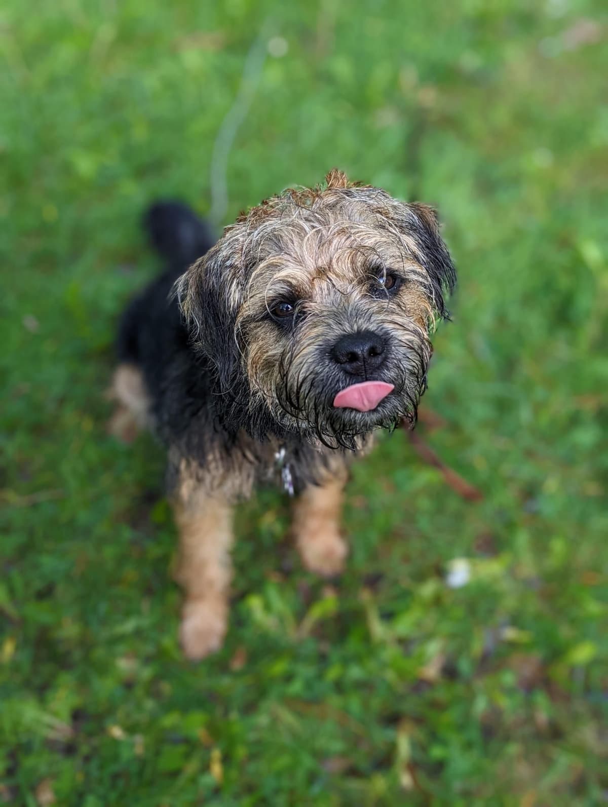 Border Terrier Puppies breeder image 3