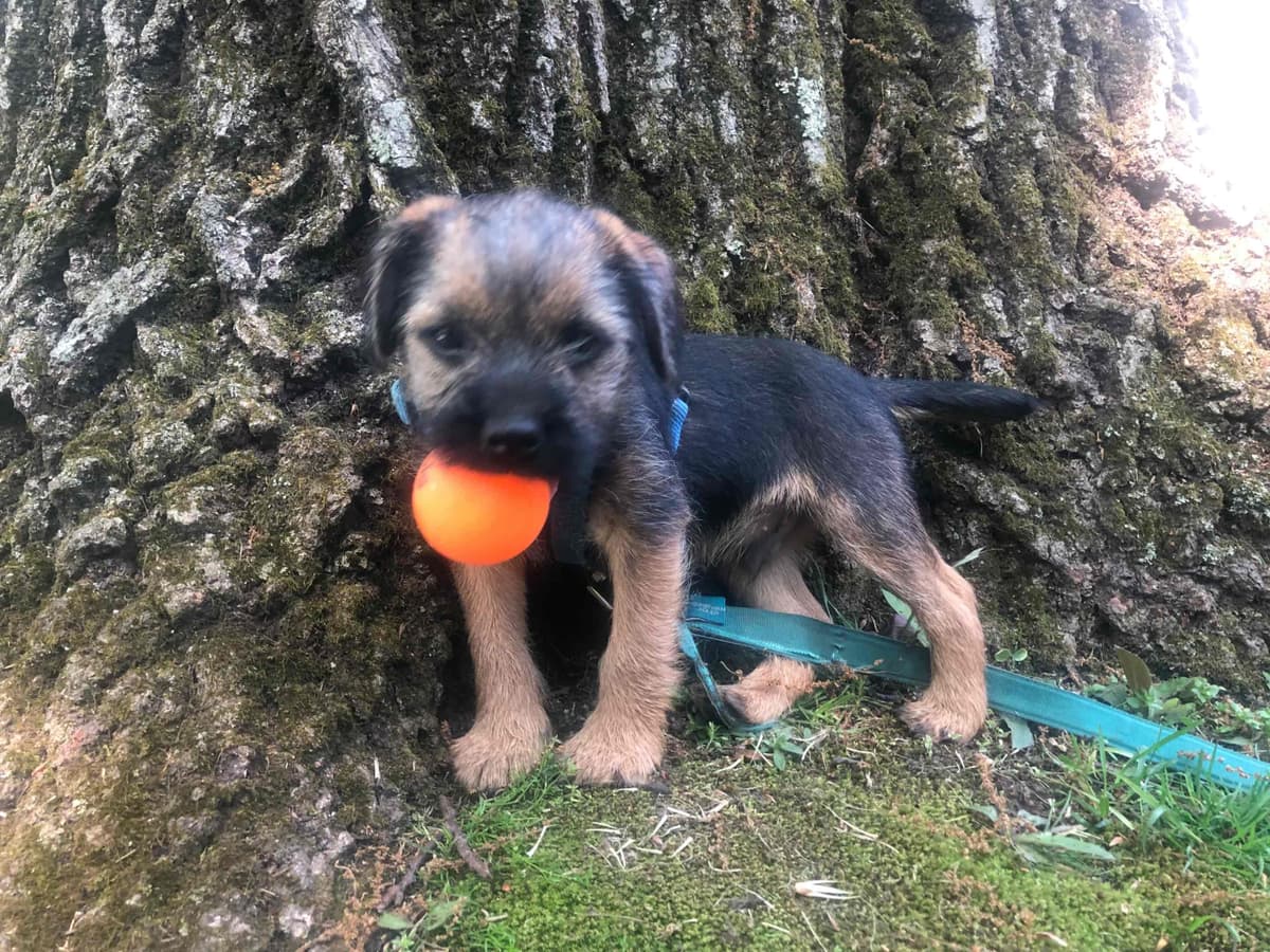 Border Terrier Puppies breeder image 6