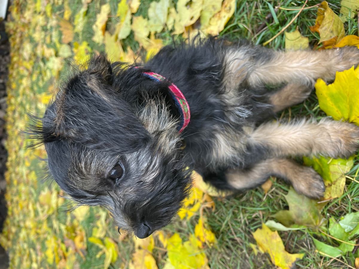 Border Terrier Puppies breeder image 4
