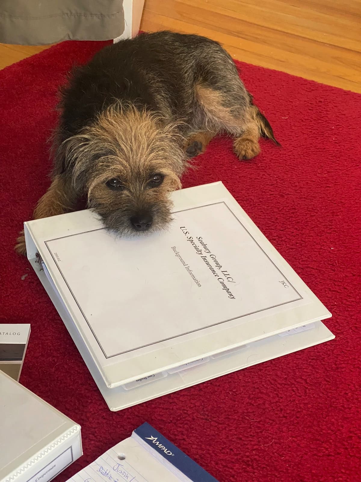 Border Terrier Puppies breeder image 5