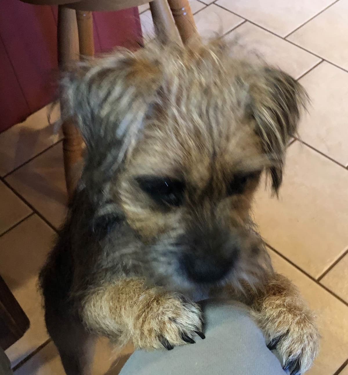 Border Terrier Puppies breeder image 7