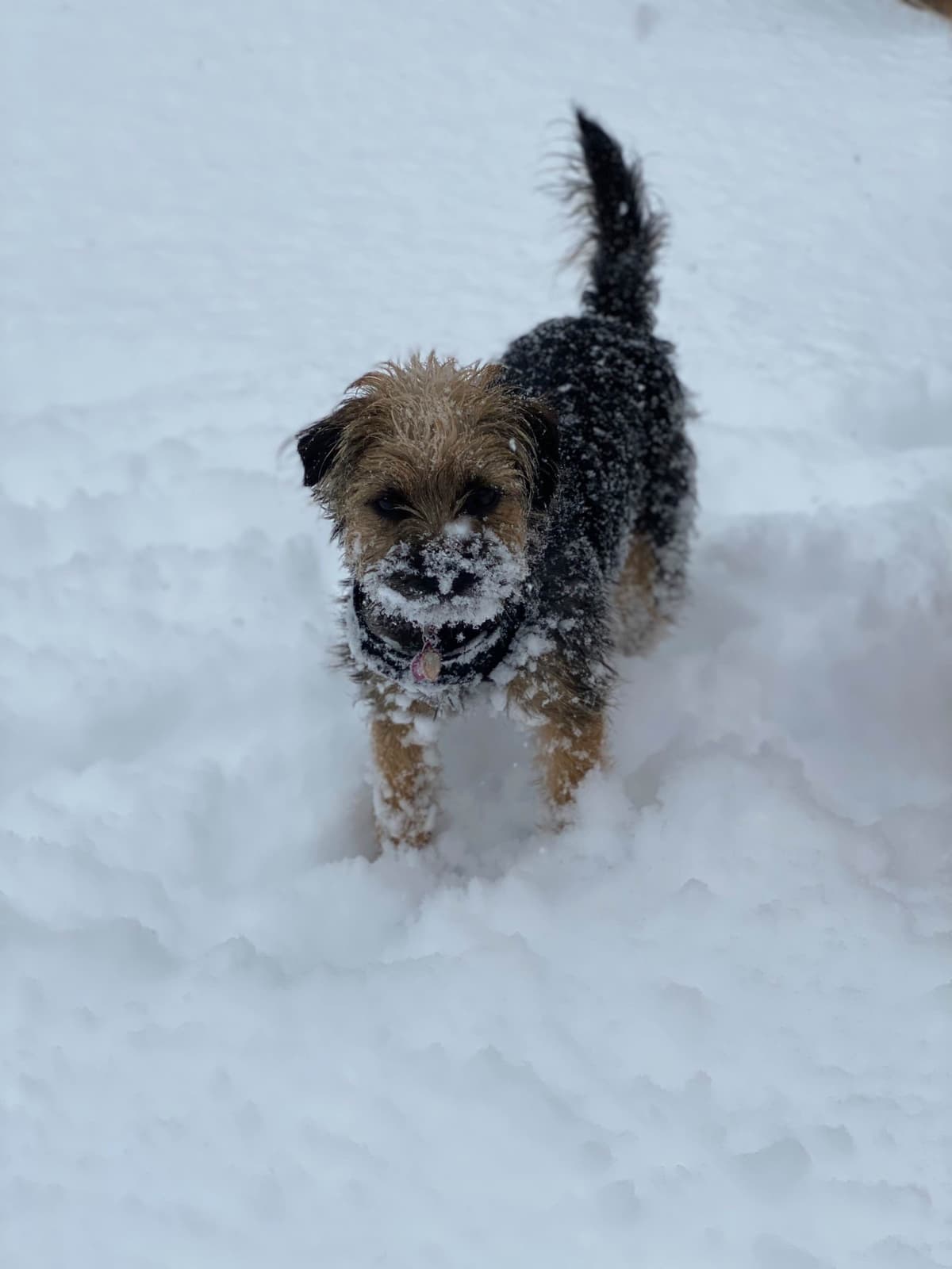Border Terrier Puppies breeder image 8