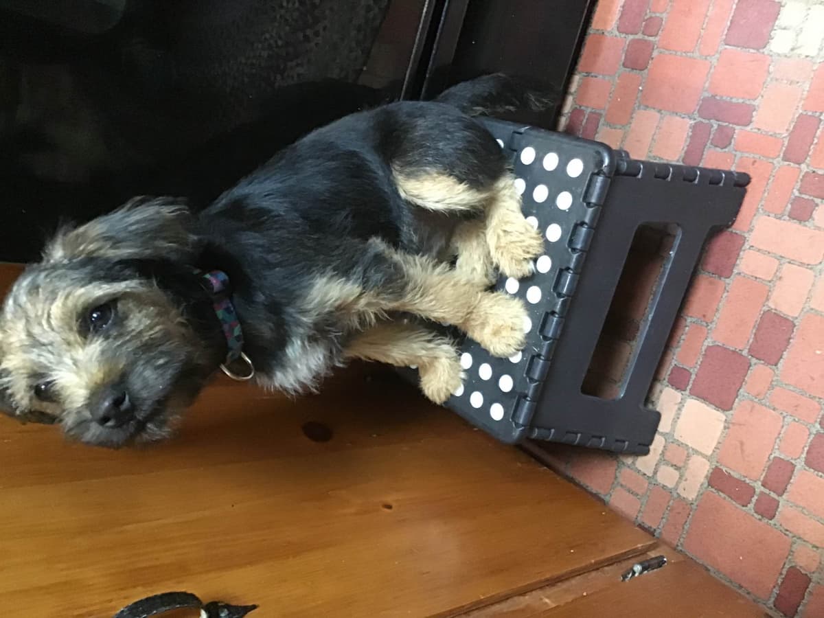 Border Terrier Puppies breeder image 9