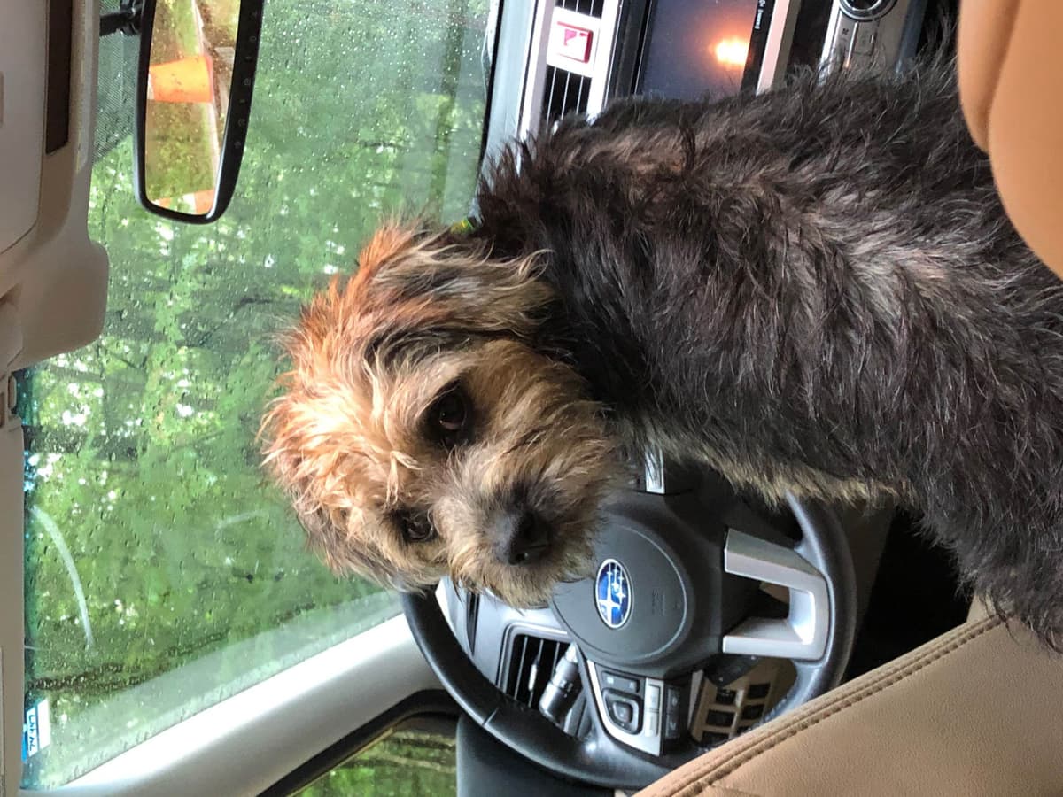 Border Terrier Puppies breeder image 11