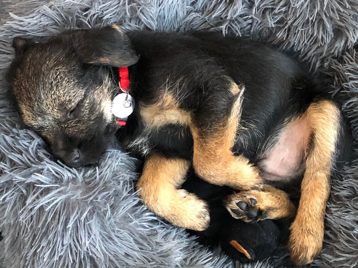 Border Terrier Puppies breeder image 13