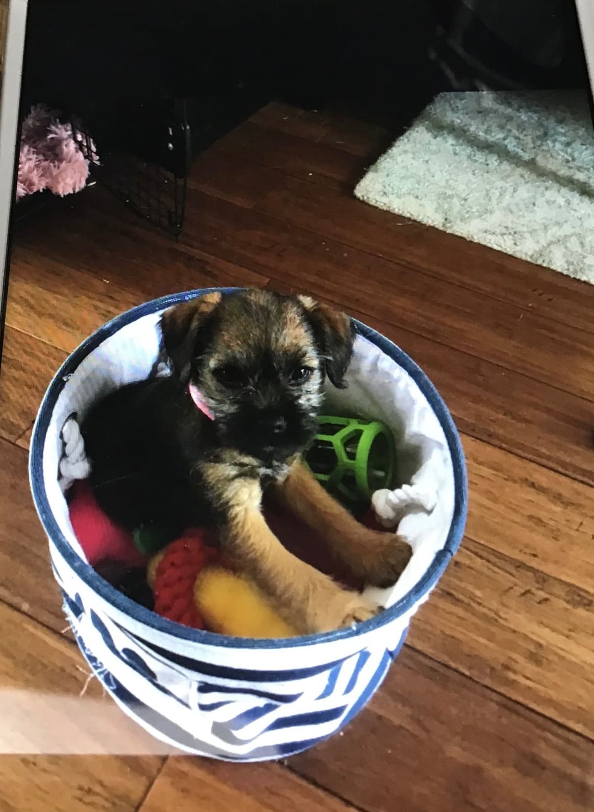 Border Terrier Puppies breeder image 12