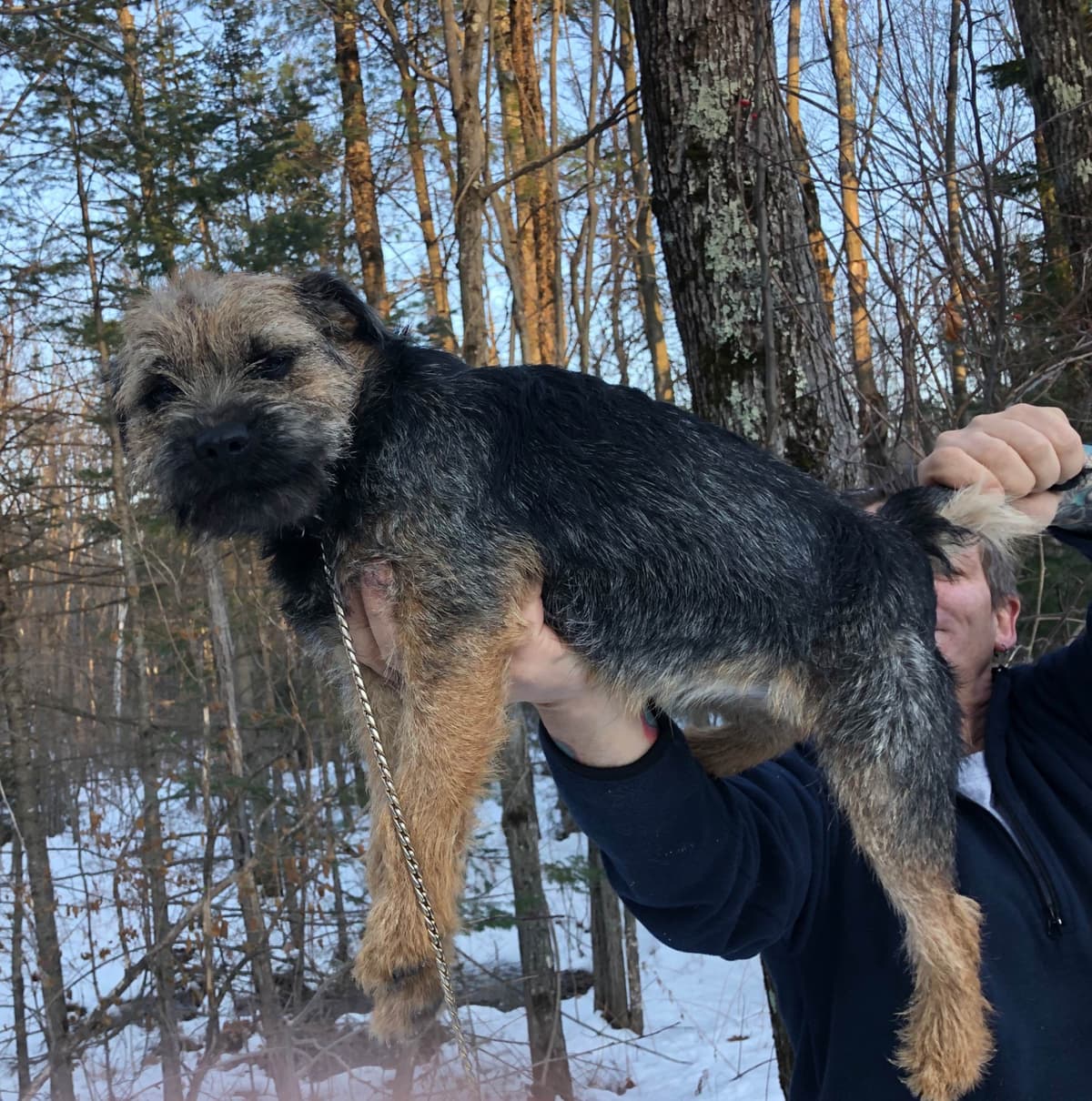 Border Terrier Puppies breeder image 15
