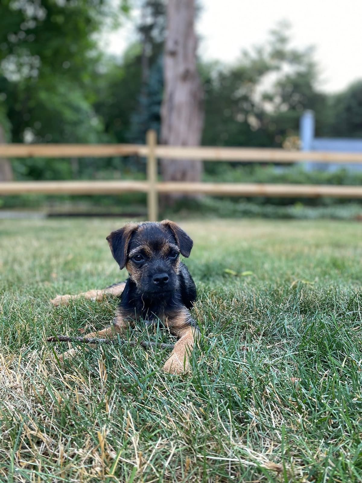 Border Terrier Puppies breeder image 14