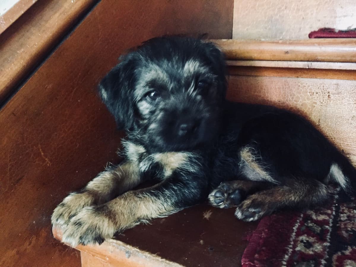 Border Terrier Puppies breeder image 16