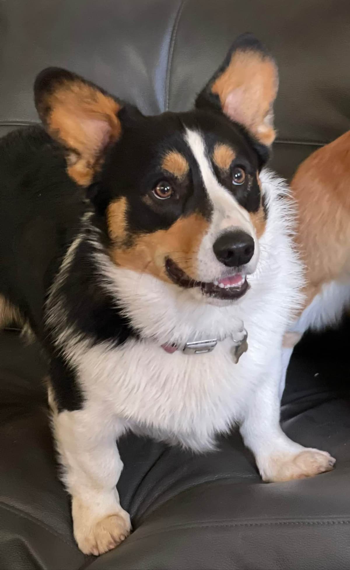 12 Gorgeous GCH CH Pembroke Welsh Corgi Puppies breeder image 15