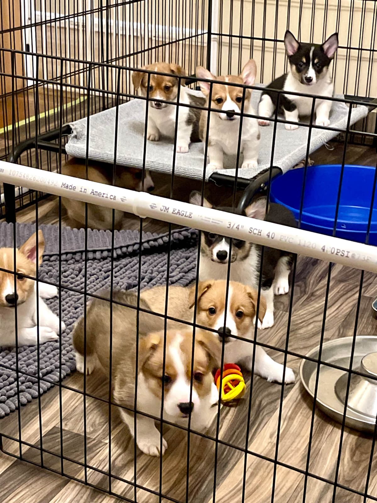 12 Gorgeous GCH CH Pembroke Welsh Corgi Puppies breeder image 7