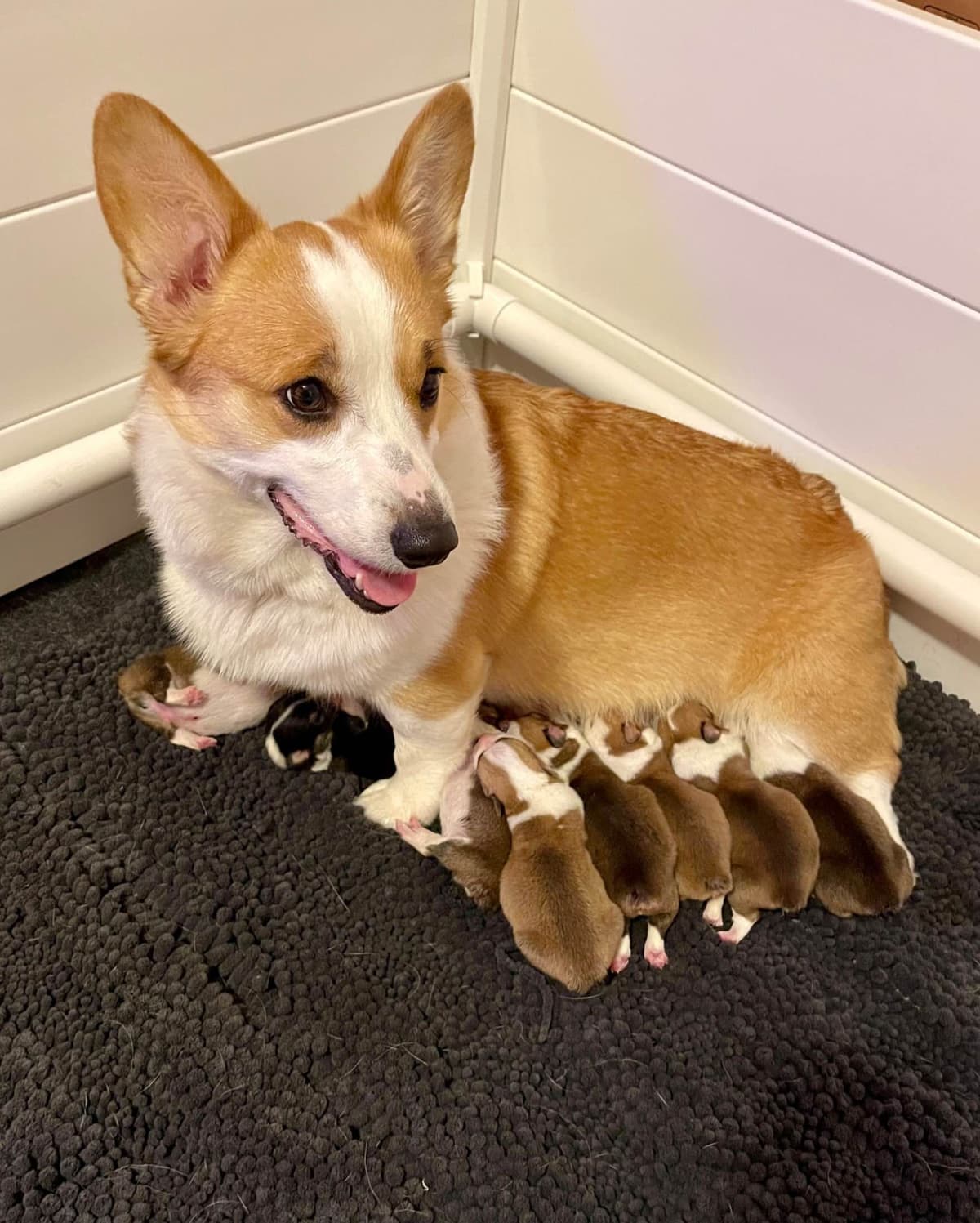 12 Gorgeous GCH CH Pembroke Welsh Corgi Puppies breeder image 4